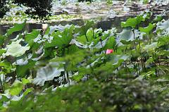 798-Hangzhou,17 luglio 2014